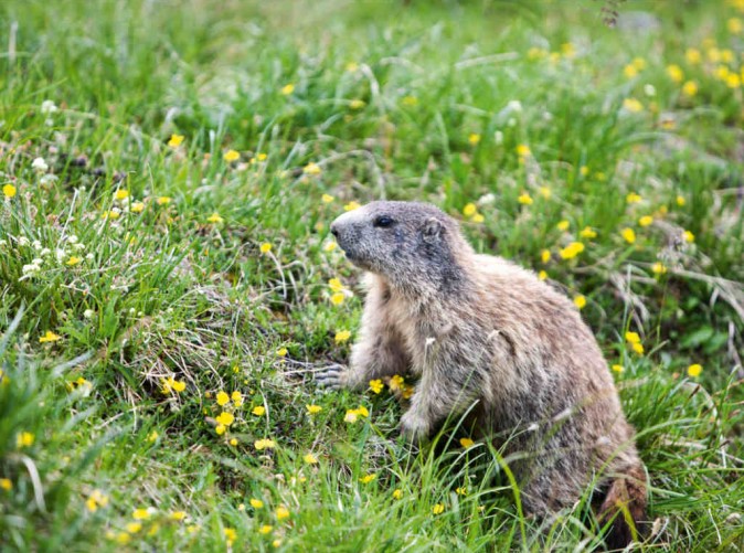 Murmeltier Schweizerischer Nationalpark (c)swissimage.ch 